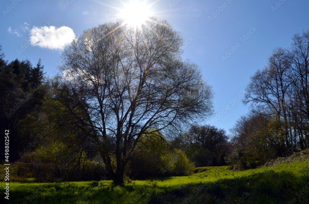 Fototapeta premium arbre