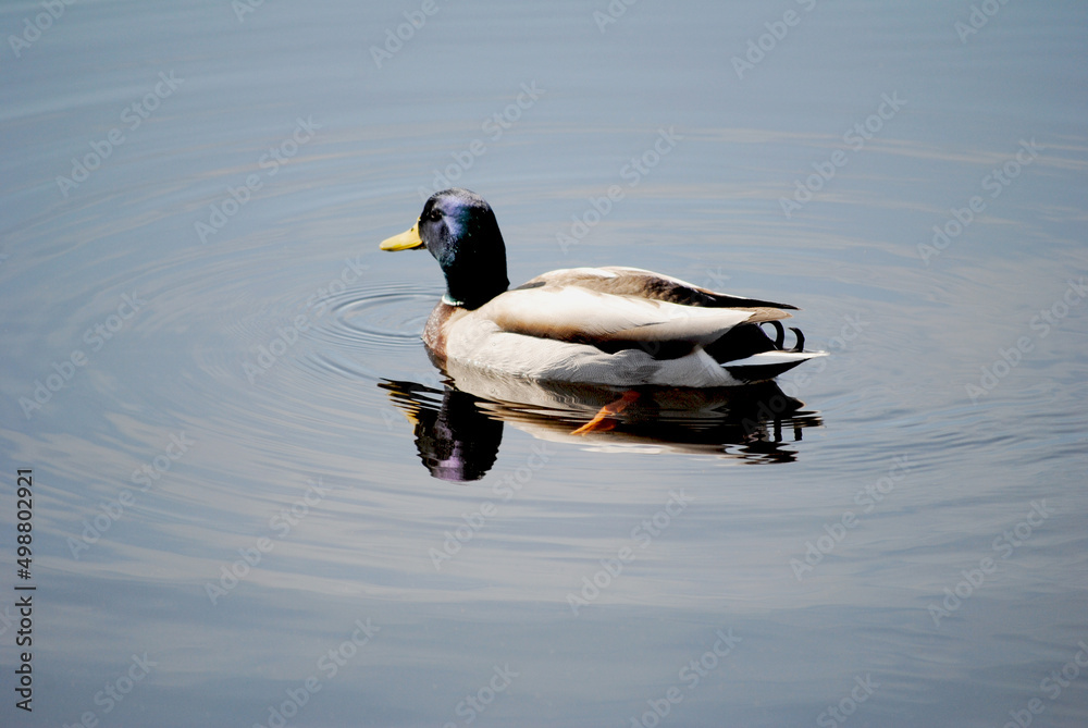 Obraz premium Mallard Duck Swimming with a Reflection in the Water on a Sunny Day 