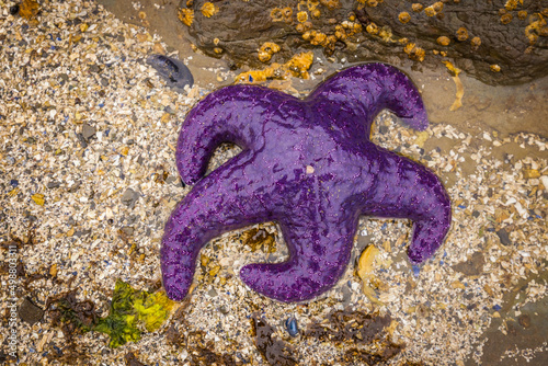 Sea stars or starfish on a rock exposed by the low tide in Oregon, USA photo