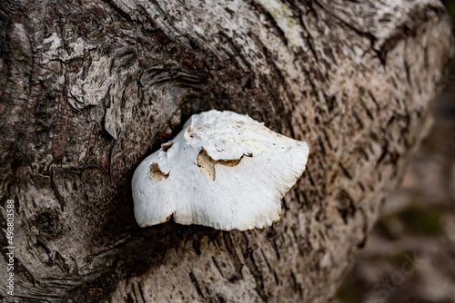 Fototapeta Naklejka Na Ścianę i Meble -  A white hub growing on a birch tree