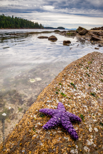 Fotografija Sea stars or starfish on a rock exposed by the low tide in Oregon, USA
