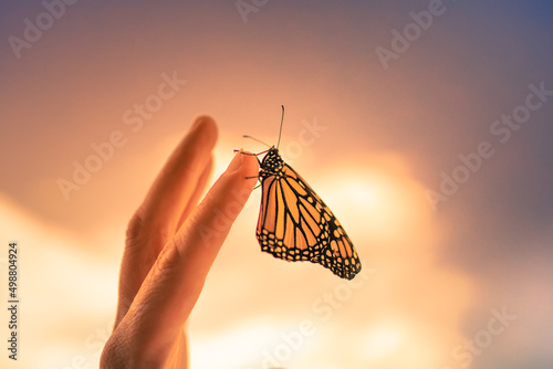 Canvas Print Butterfly landing on persons hand at sunset