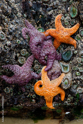 Sea stars or starfish on a rock exposed by the low tide in Oregon  USA