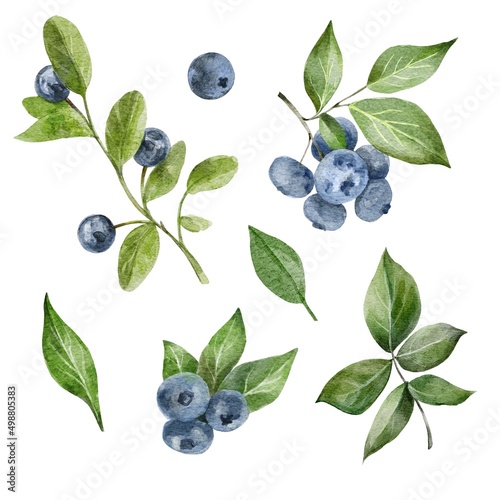 Canvas Print blueberries on a branch
