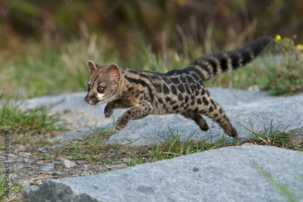Obraz premium Cape Genet (Genetta tigrina)