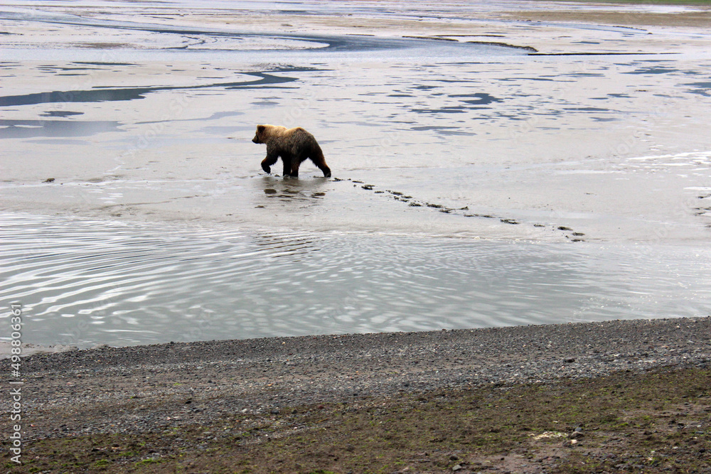 Grizzly Bears of Alaska Grizzly Bears of Alaska