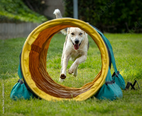 Dog doing agility