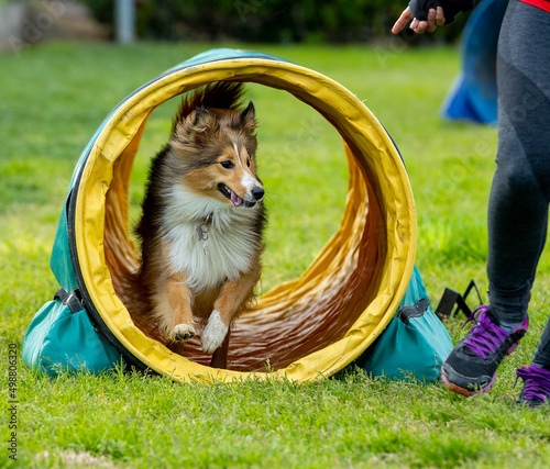 Dog doing agility
