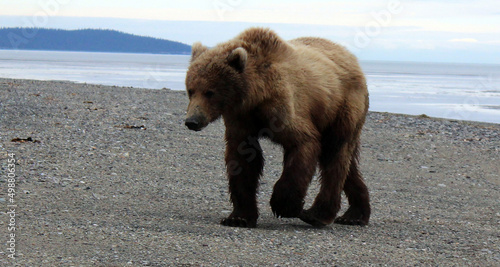 Grizzly Bears of Alaska