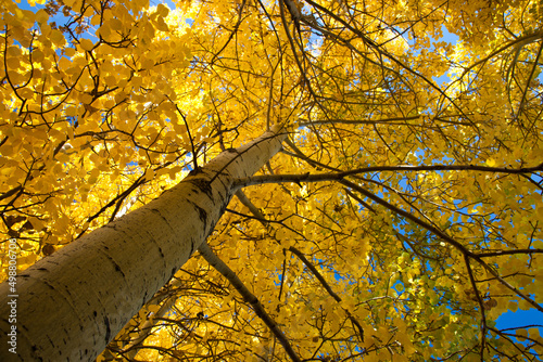 Looking up at a poplar tree in fall with bright backlit yellow leaves
