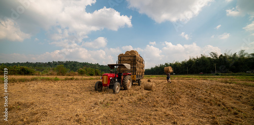 Tractor collects rice scraps in a rice field after harvesting