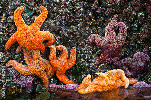 Sea stars or starfish on a rock exposed by the low tide in Oregon  USA