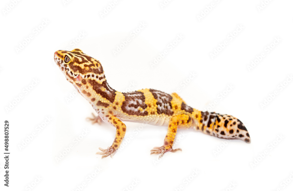 Lizard Eublefar on a white background. Exotic animal as a pet. Lizard Eublefar on a white background. Exotic animal as a pet.