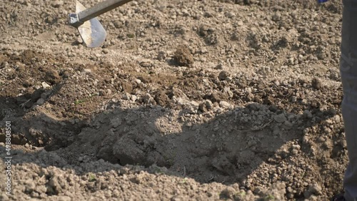 Wallpaper Mural Detail of Farmer manual working with hoe, plant potatoes in field soil ground in organic natural farm Torontodigital.ca