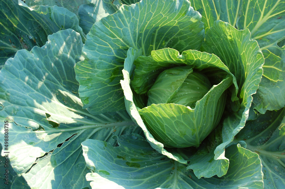Green Cabbage Daylight Green Cabbage Daylight