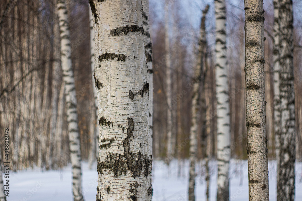 Fototapeta premium Forest in the Kirov region, April 2022. Лес в Кировской области, апрель 2022 год.