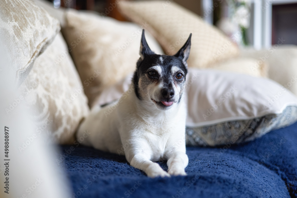 Small pet dog, Toy Fox Terrier, relaxing at home on a couch.