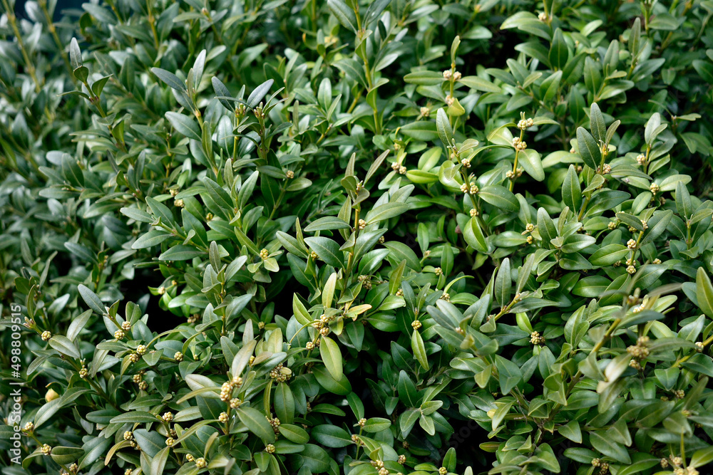 boxwood bush, close-up as a texture for background boxwood bush, close-up as a texture for background