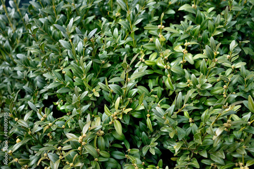 boxwood bush  close-up as a texture for background