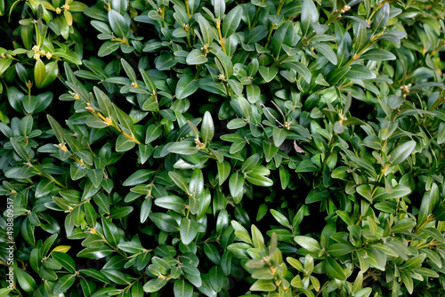 boxwood bush, close-up as a texture for background
