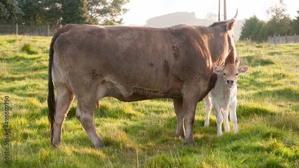 Vaca chupando el hocico a su cría en pradera de hierba Stock Photo | Adobe  Stock