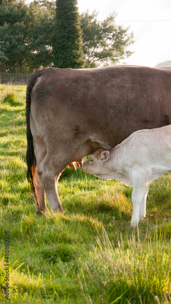 Ternero blanco mamando de vaca marrón en pradera de hierba al atardecer Ternero blanco mamando de vaca marrón en pradera de hierba al atardecer