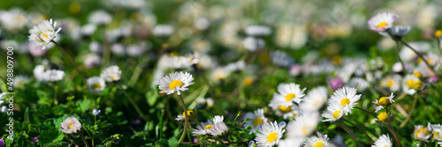 Panoramic shot of close-up daisies. Spring background. Wild flowers in nature. Garden plants