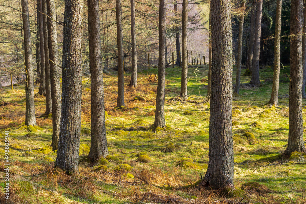 Forrest in Glen Tilt, Perthshire, scotland