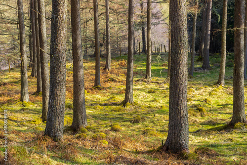 Forrest in Glen Tilt  Perthshire  scotland