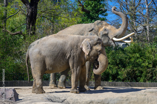 Elephant couple at Berlin Zoo