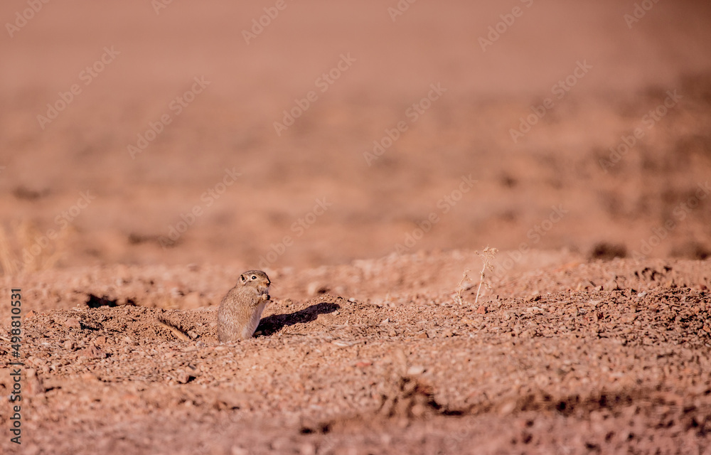 Sandy Ground Squirrel Sits in the Desert on the Field and Looks Away, you can Use as a Background a field for Text Sandy Ground Squirrel Sits in the Desert on the Field and Looks Away, you can Use as a Background a field for Text