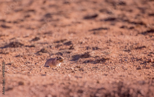 Sandy Ground Squirrel Sits in the Desert on the Field and Looks Away, you can Use as a Background a field for Text
