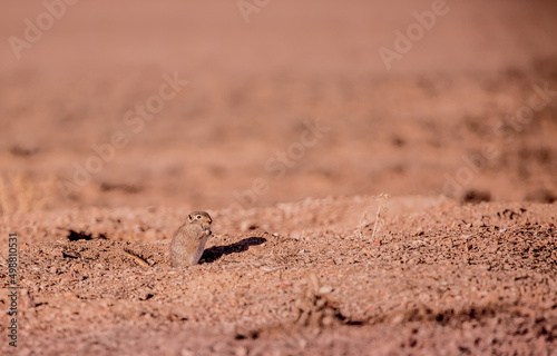Sandy Ground Squirrel Sits in the Desert on the Field and Looks Away, you can Use as a Background a field for Text