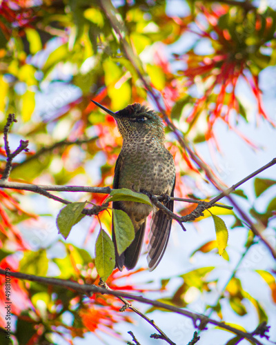 hummingbird on a branch