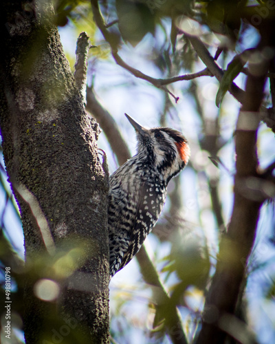bird on tree