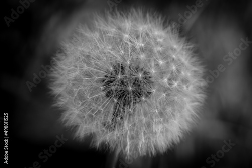 Fototapeta Naklejka Na Ścianę i Meble -  abstract dark gloomy black and white dandelion