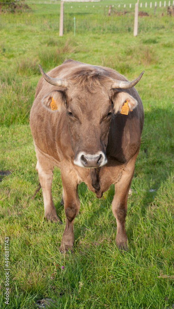 Vaca marrón con cuernos en pradera de hierba verde