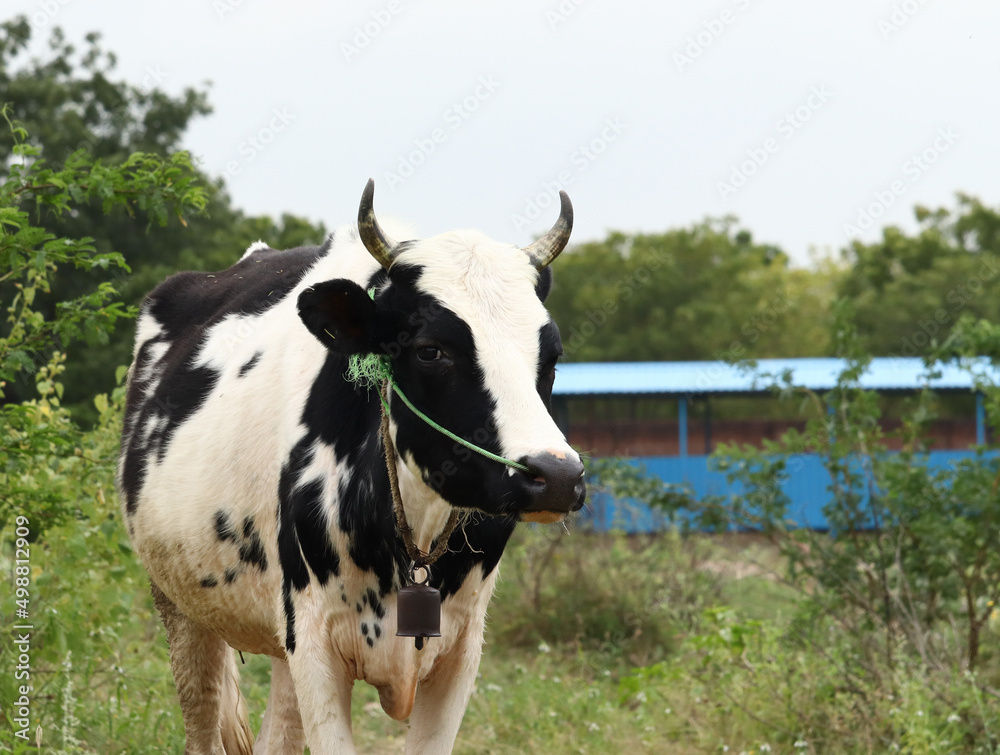 Picture of a domestic White Cow with black spots, eating grass near the Cowshed Picture of a domestic White Cow with black spots, eating grass near the Cowshed