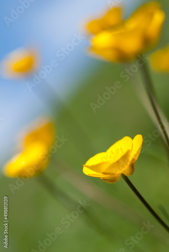Yellow flower on a blurred background of blue sky and greenery