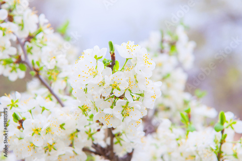 White sakura flowers bloom in the trees. Spring landscape with a flowering pink tree. Beautiful blooming garden on a sunny day. A wonderful concept of romance and love with delicate flowers. Hi spring © Vera