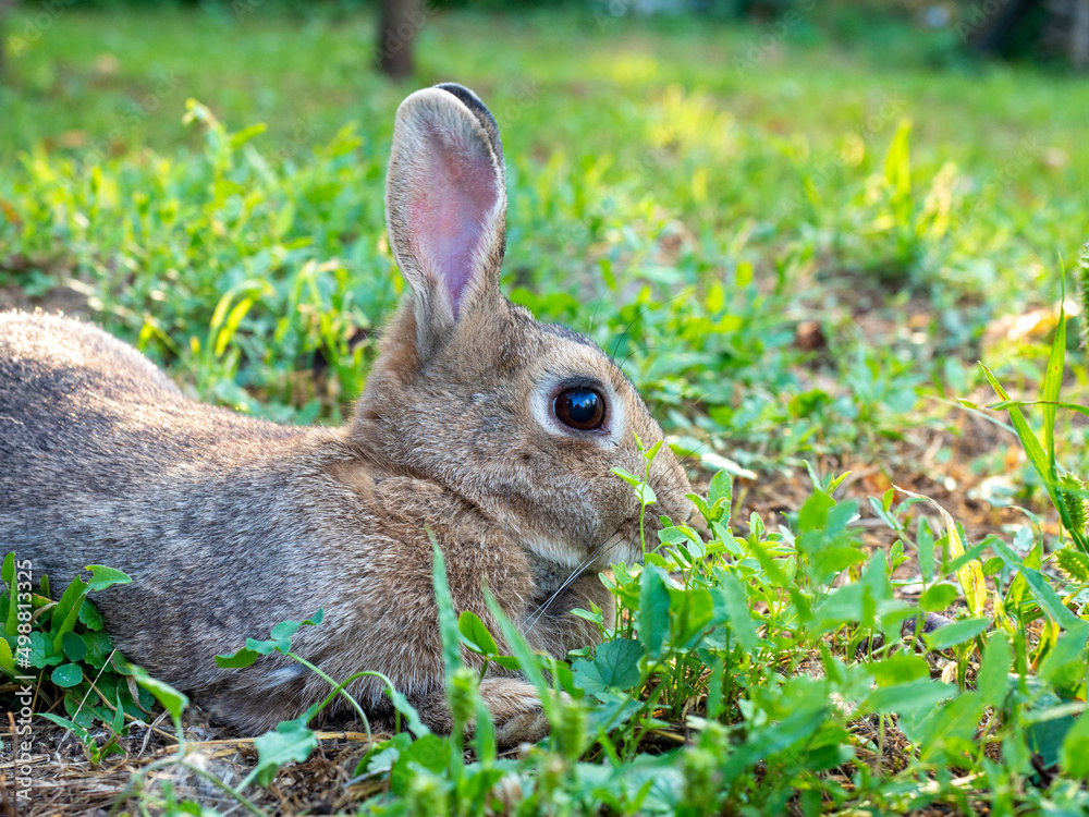 Fototapeta premium close-up of a beautiful cute rabbit lying on the green grass in summer. Blurred background, side view, pet