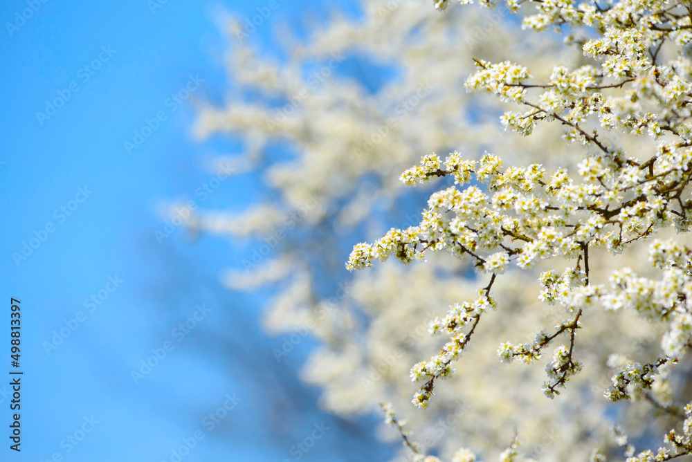 A tree that blooms in spring. Sky blue background.