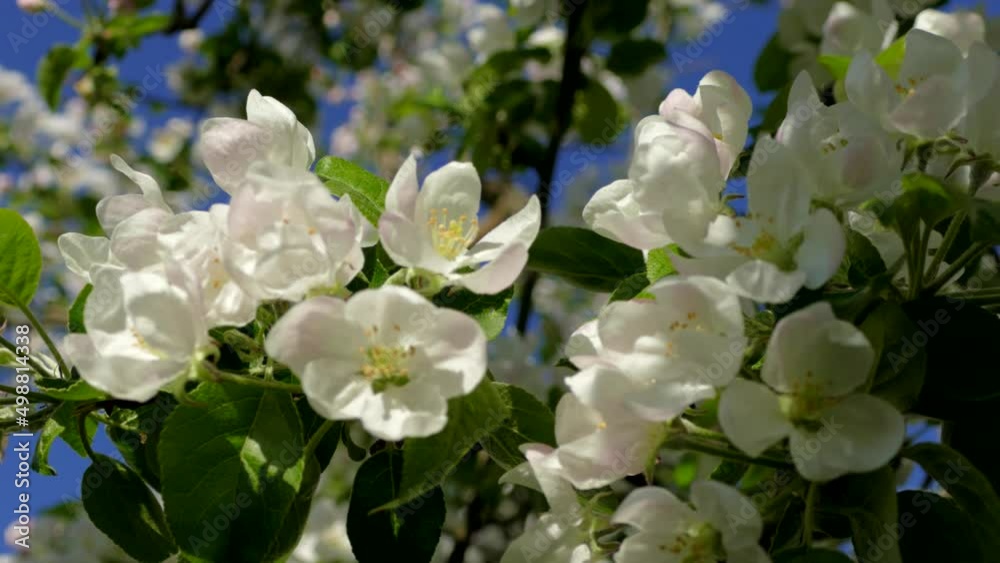 Abundant flowering apple tree. Beautiful flowers on the branches. The sun's rays shine through the petals and green leaves. Spring in the garden. Abundant flowering apple tree. Beautiful flowers on the branches. The sun's rays shine through the petals and green leaves. Spring in the garden.