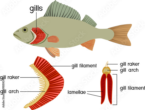 Structure of Fish gills isolated on white. Educational material with for biology lesson