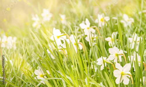 White daffodils blooming in garden, springtime blossom of narcissus flowers, toned defocused banner, free space for text
