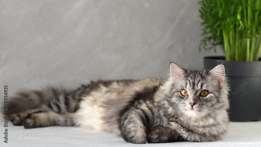 A gray fluffy cat is lying in the sunlight A gray fluffy cat is lying in the sunlight
