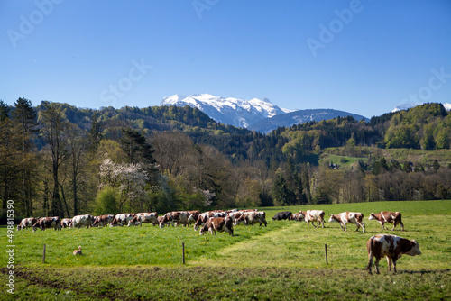 Slika na platnu Organic farming of an organic beef breeder selling his meat and milk