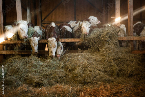 Fotografija Organic farming of an organic beef breeder selling his meat and milk