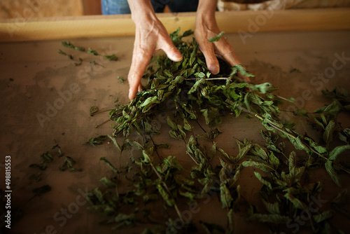 The herbalist collects the leaves of nanah mint. photo