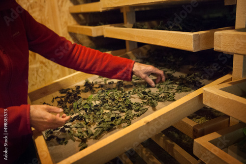 Herbalist recovering nanah mint a variety of spearmint. photo